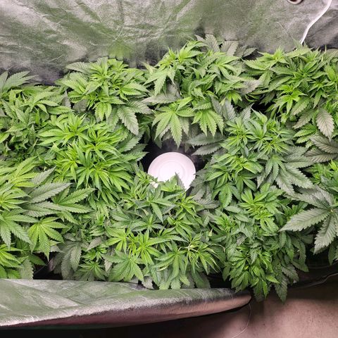 Cap'n Rupert #2 growlog photo: About time to flip! No room and I gotta get rid of the boys!!!