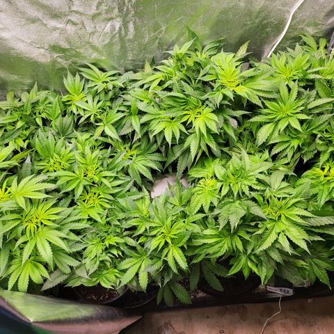 Cap'n Rupert #2 growlog photo: Day 5 of 12 hr light cycle - still not showing sex