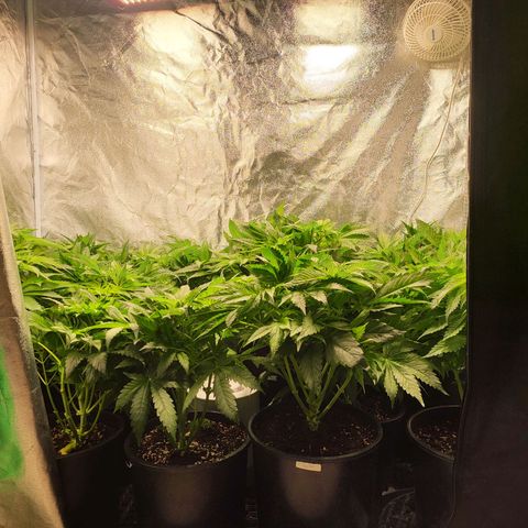 Cap'n Rupert #2 growlog photo: Day 5 of 12 hr light cycle - still not showing sex