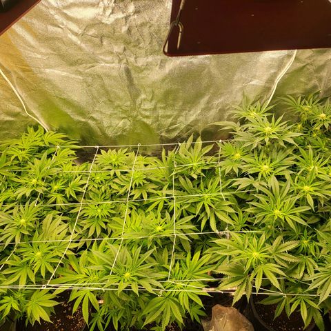 Cap'n Rupert #2 growlog timeline photo