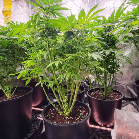 Cap'n Rupert #2 growlog photo: Under the green sea