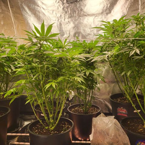 Cap'n Rupert #2 growlog photo: Under the green sea