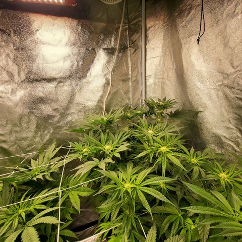 Amplified Dreams #1 growlog timeline photo