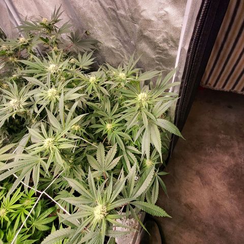 Cap'n Rupert #2 growlog timeline photo