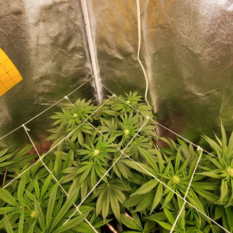 Cap'n Rupert #1 growlog timeline photo