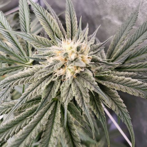 Amplified Dreams #1 growlog timeline photo
