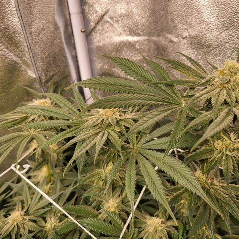 Amplified Dreams #1 growlog timeline photo