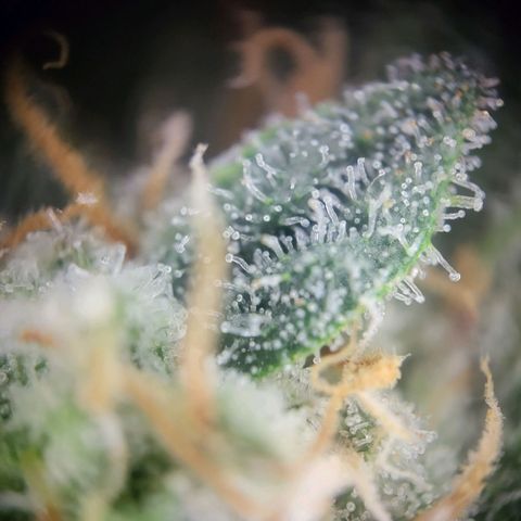 Amplified Dreams #1 growlog timeline photo