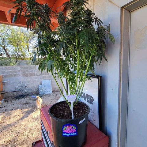 Subwoofer growlog timeline photo