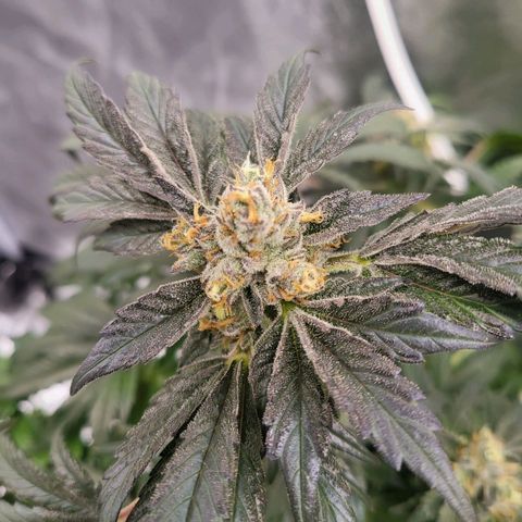 Cap'n Rupert #2 growlog timeline photo