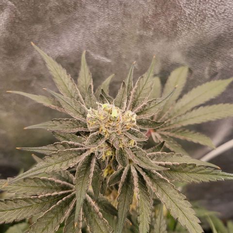 Cap'n Rupert #1 growlog timeline photo