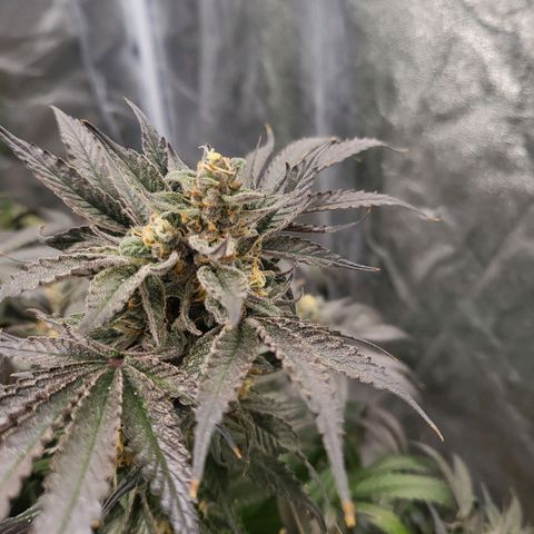 Sweet Death #1 growlog timeline photo