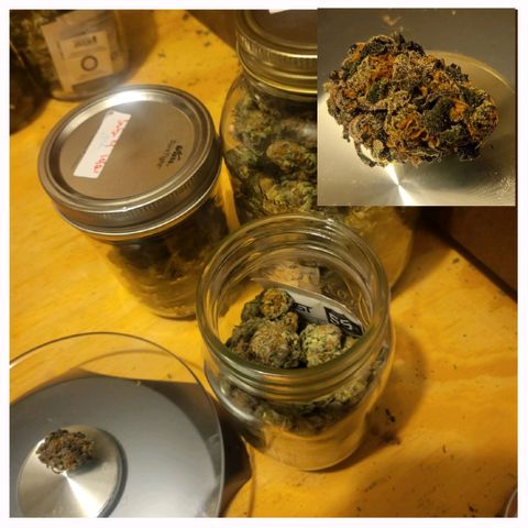 Cap'n Rupert #2 growlog timeline photo