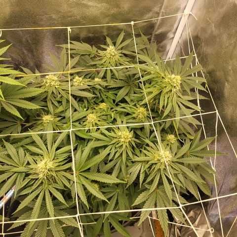DP #3 growlog timeline photo