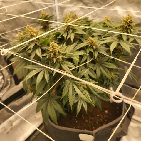 DP #1 growlog timeline photo