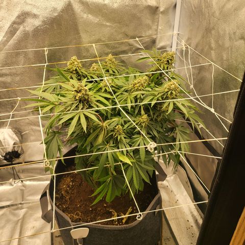 DP #3 growlog timeline photo