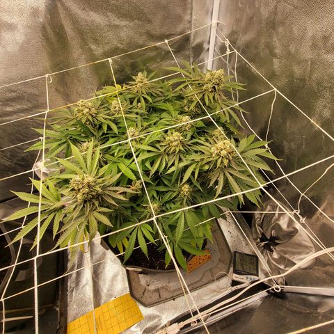 DP #1 growlog timeline photo