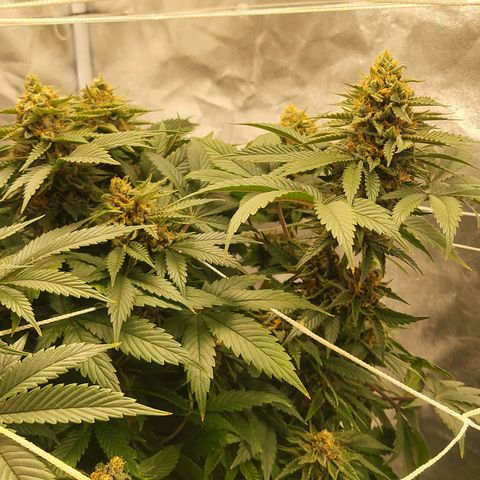 DP #3 growlog timeline photo