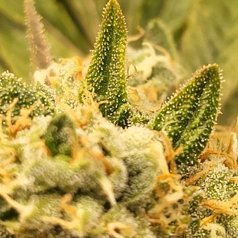 DP #1 growlog timeline photo