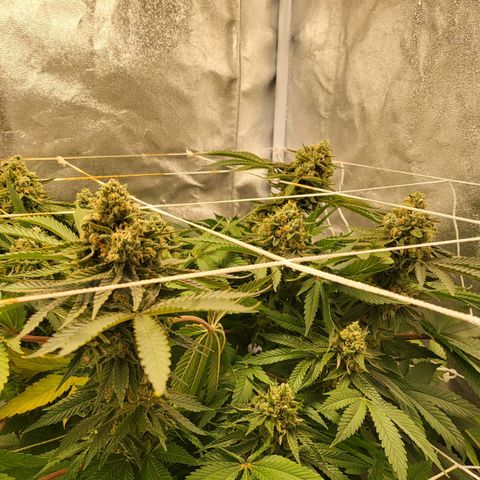 DP #1 growlog timeline photo