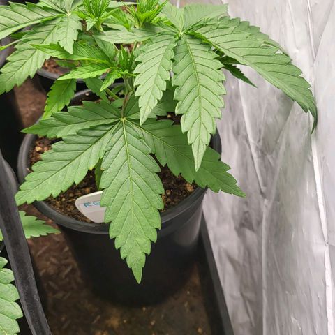 RQ Critical - Freebie growlog timeline photo
