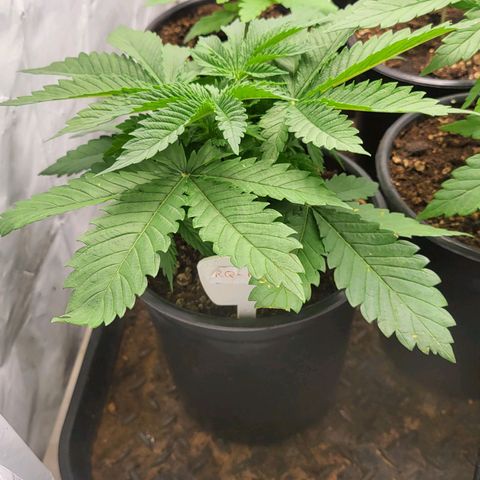 Purple Queen #1 growlog timeline photo