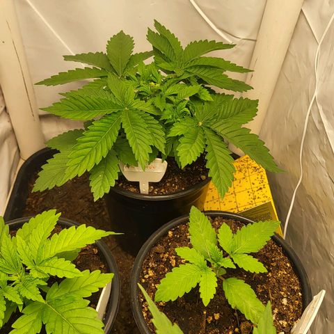 Purple Queen #2 growlog timeline photo