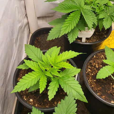 Special Queen growlog timeline photo