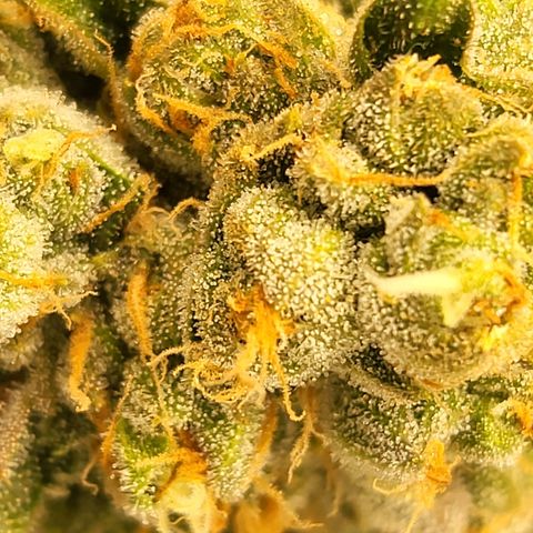 DP #1 growlog timeline photo