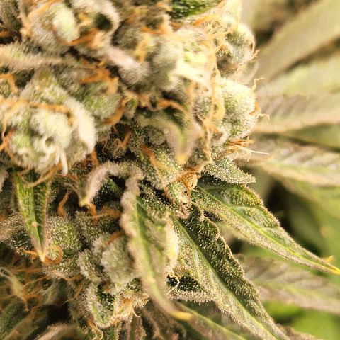 DP #3 growlog timeline photo
