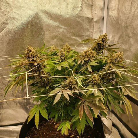 DP #1 growlog timeline photo