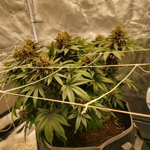 DP #3 growlog timeline photo