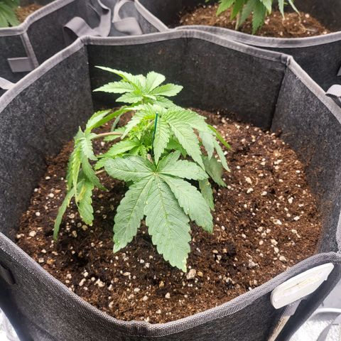 Dark Putang growlog timeline photo
