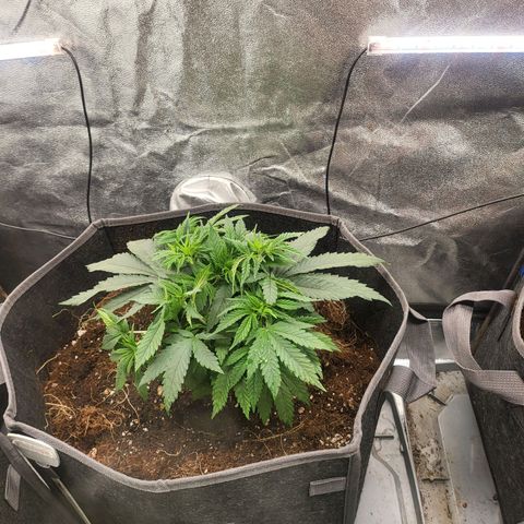 Purple Queen #1 growlog timeline photo