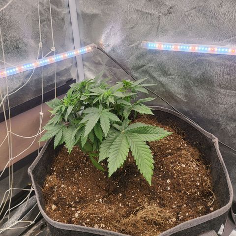 Purple Queen #2 growlog timeline photo