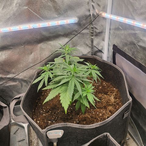 Special Queen growlog timeline photo