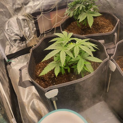 RQ Critical - Freebie growlog timeline photo