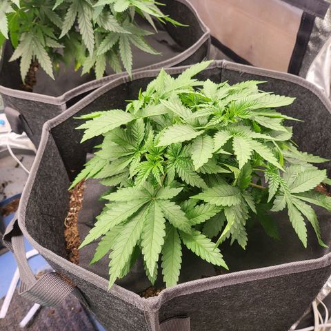Dark Putang growlog timeline photo