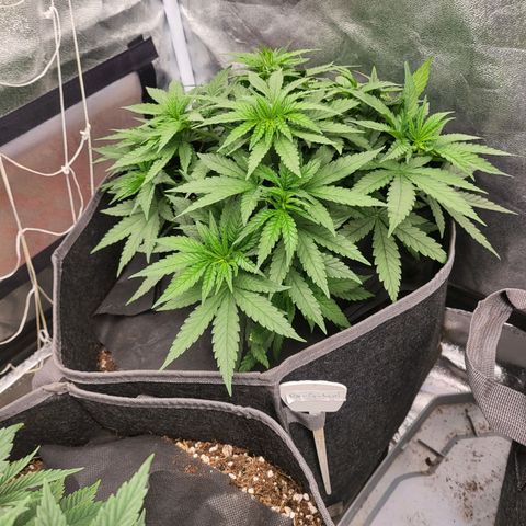 RQ Critical - Freebie growlog timeline photo