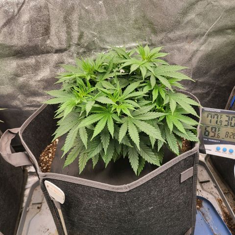 Purple Queen #1 growlog timeline photo
