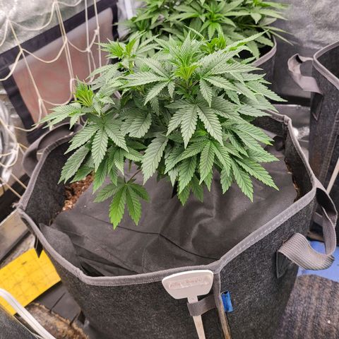 Purple Queen #2 growlog timeline photo