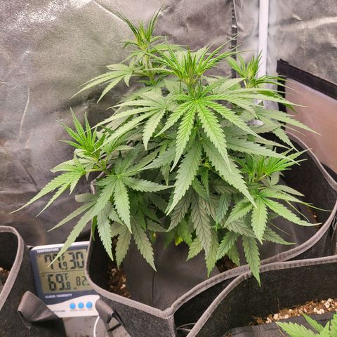Special Queen growlog timeline photo