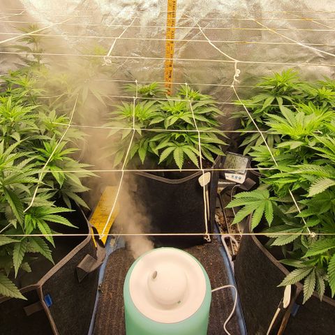 Special Queen growlog timeline photo