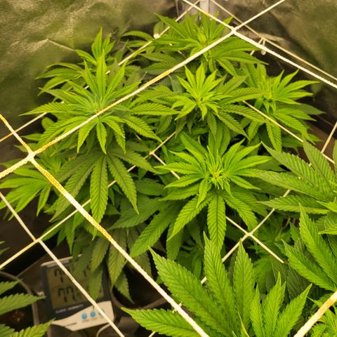Purple Queen #2 growlog timeline photo