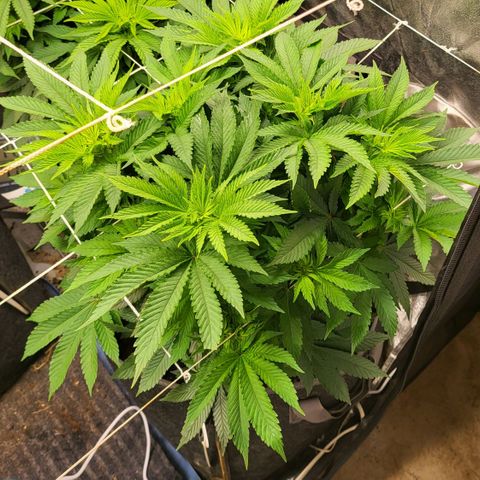 Purple Queen #1 growlog timeline photo