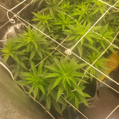 RQ Critical - Freebie growlog timeline photo