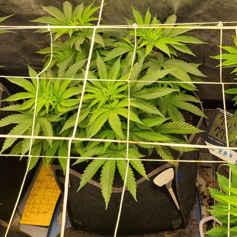 Dark Putang growlog timeline photo