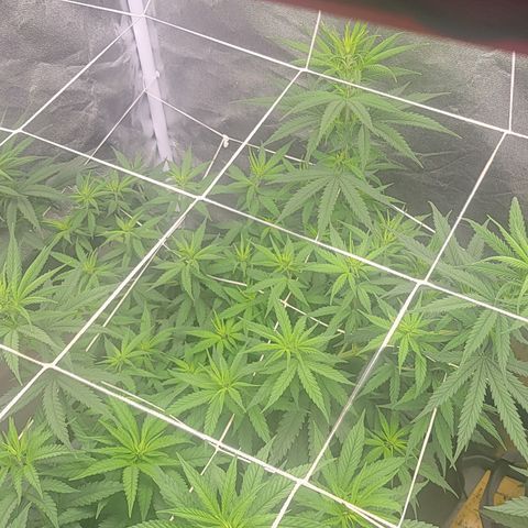 RQ Critical - Freebie growlog timeline photo