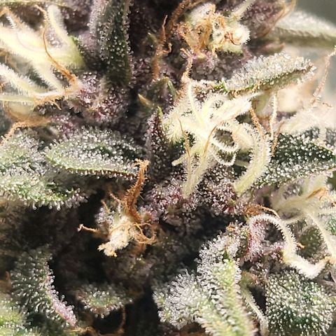 Dark Putang growlog timeline photo