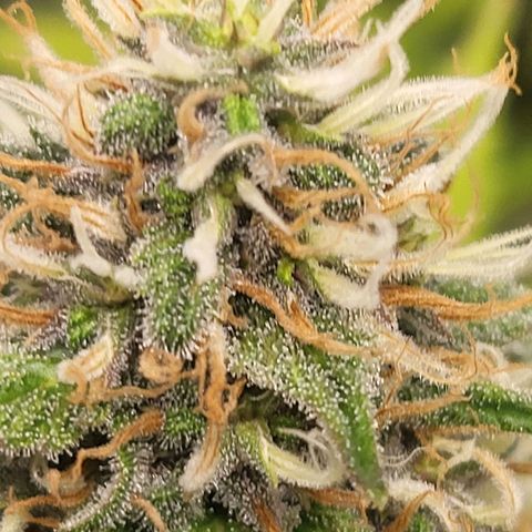 Purple Queen #1 growlog timeline photo